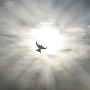 Daily Gospel Reflection DGR