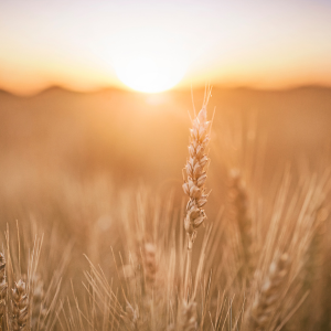 Daily Gospel Reflection DGR