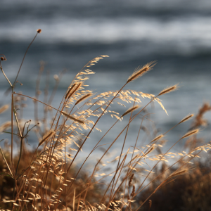 Daily Gospel Reflection DGR